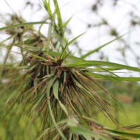 Themeda tremula (Nees ex Steud.) Hack.